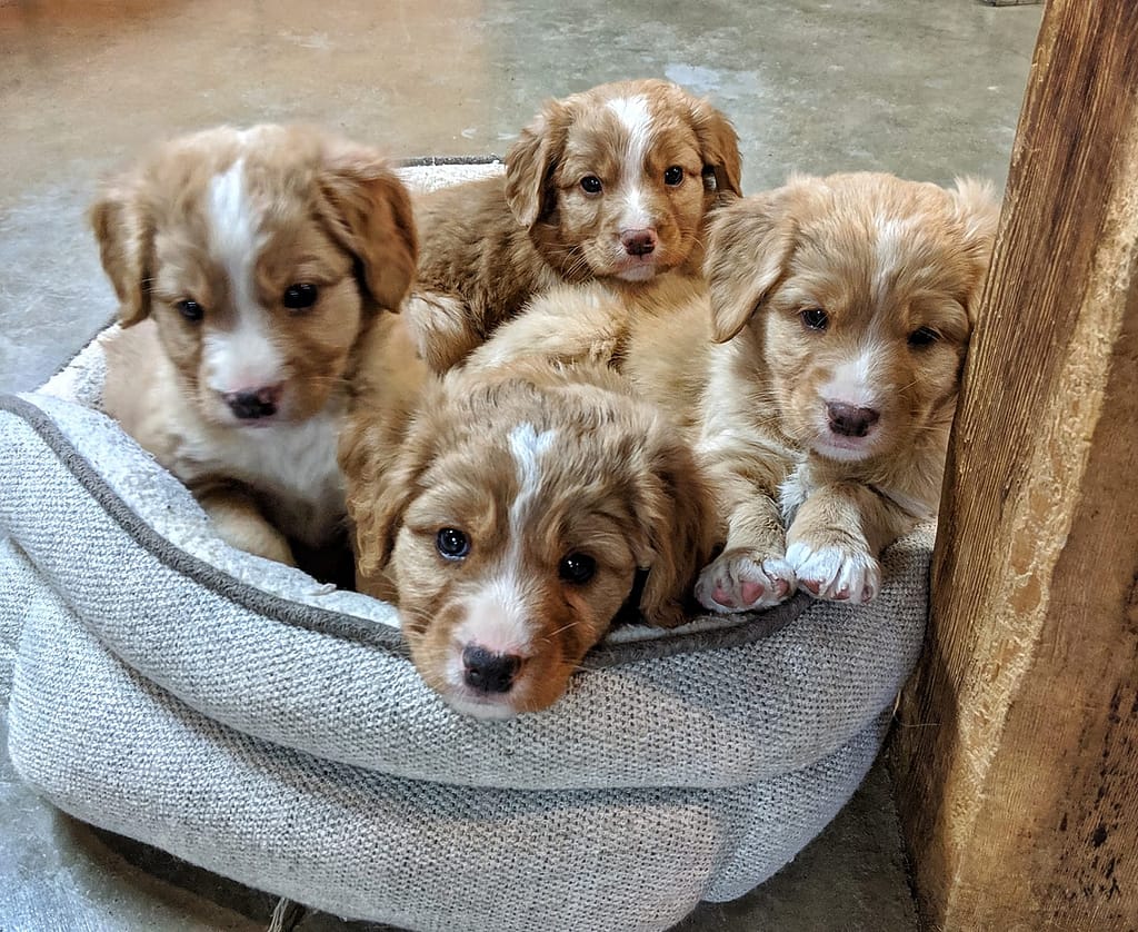 four nova scotia duck tolling retriever puppies snuggled in a dog bed at waters edge retrievers in buffalo minnesota