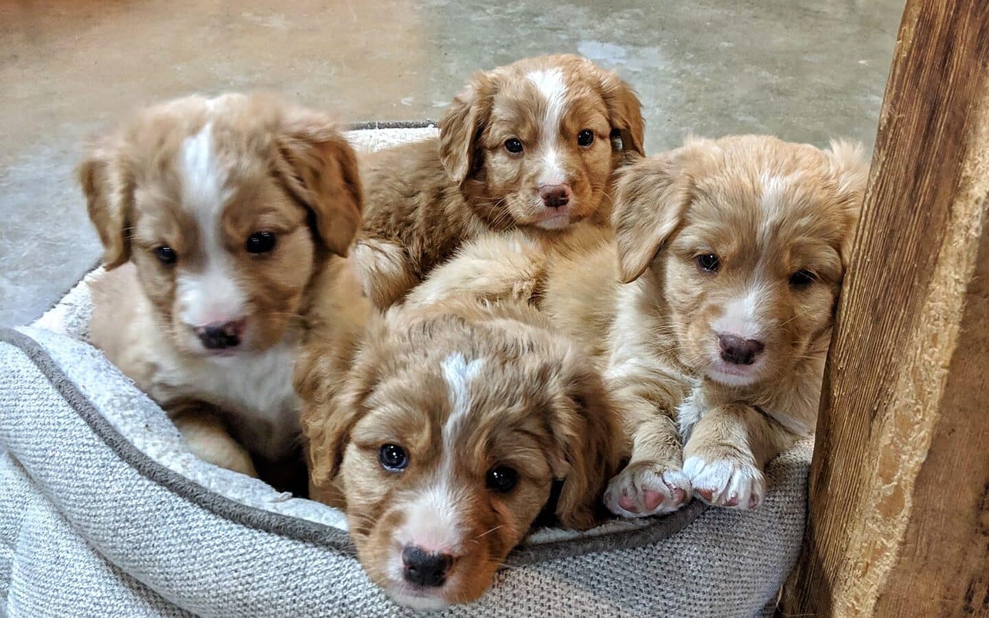 four nova scotia duck tolling retriever puppies snuggled in a dog bed at waters edge retrievers in buffalo minnesota