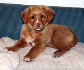 waters edge retrievers dog Niki at 3.5 months old