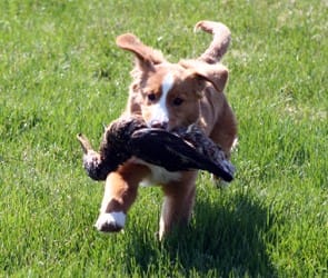 waters edge retrievers dog bronson retrieving a duck