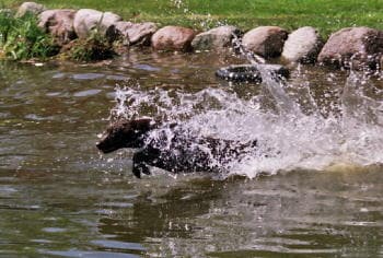 waters edge retrievers dog Cocoa, launching into Lake Sarah.
