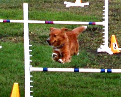 waters edge retrievers dog Snap jumping an agility jump