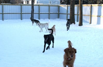 Waters edge retrievers north play yard with dogs playing