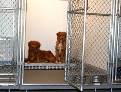 waters edge retrievers privacy boarding kennels with two dogs inside