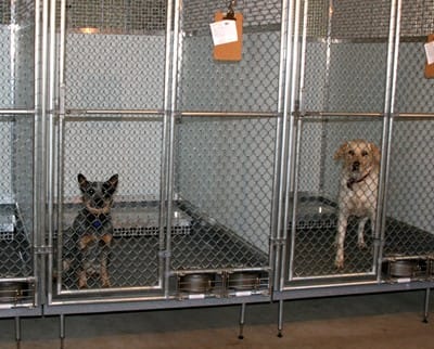 waters edge privacy boarding kennels side by side each with a dog inside