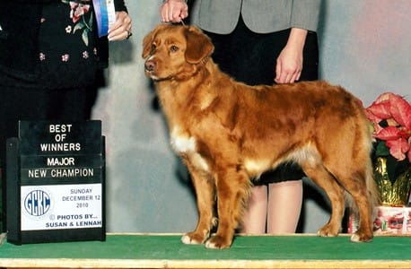 waters edge retrievers dog Niki