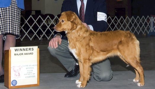 waters edge retrievers dog snap at land o lakes kennel show after winning her second Major