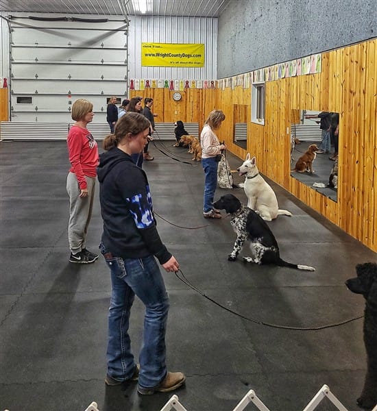 obedience, conformation, rally