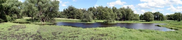 Waters edge retrievers swimming pond