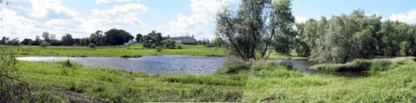 Waters edge retrievers swimming pond