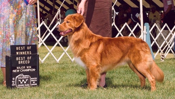 waters edge retrievers dog sting best of breed photo