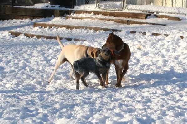 Waters edge retrievers north play yard with dogs playing