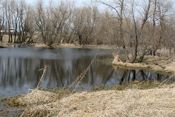 Waters edge retrievers pond