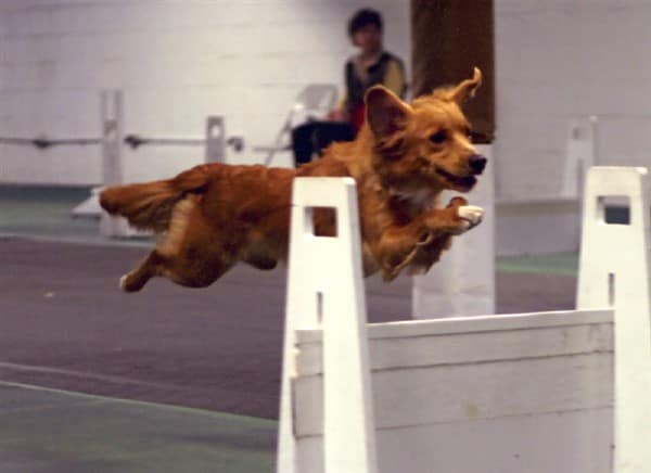 waters edge retrievers dog curry jumping an agility jump