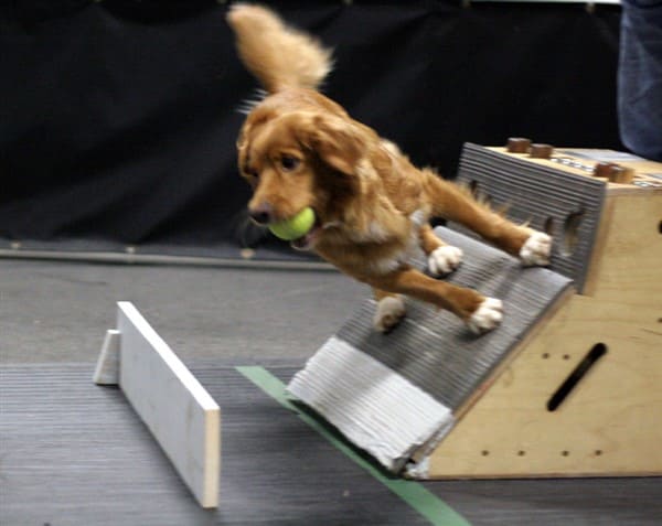 waters edge retrievers dog chive doing a box turn in flyball practice