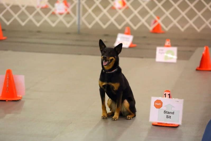 dog sitting on rally course similar to what happens at waters edge dog center in buffalo mn rally class