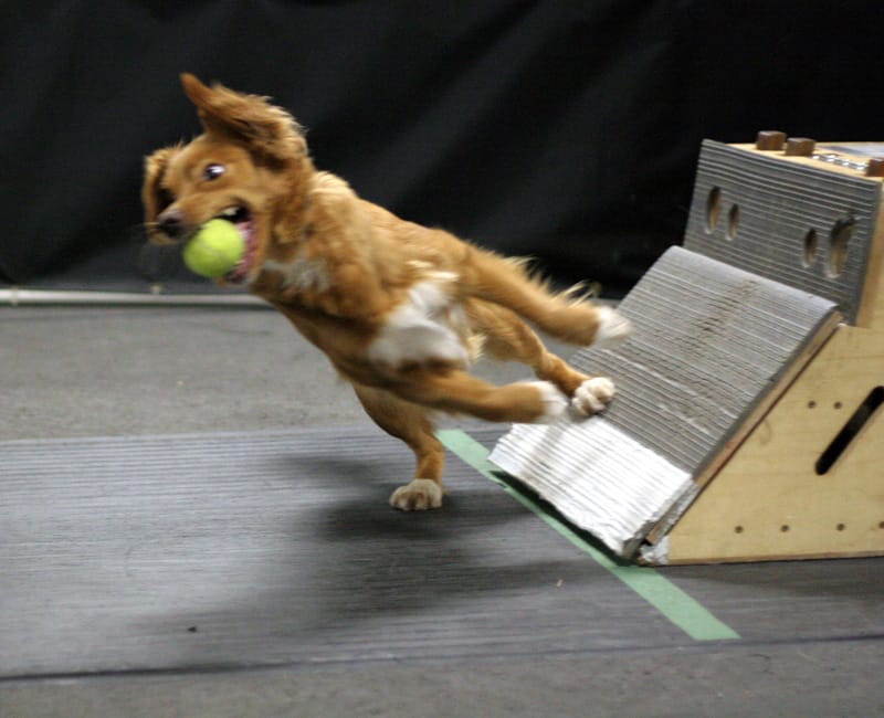 Obedience, Rally, Agility, and Flyball Classes for All Breeds – Water's ...